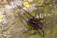 L'Amaurobe froce. Un mle (Araneae - Amaurobiidae - Amaurobius ferox)